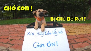 Chó Con Đáng Thương Bị Chủ Bỏ Rơi