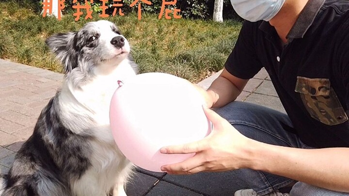 Dengar saran saya, jangan sekali-kali adu menahan balon dengan Border Collie; sebagai pemilik anjing