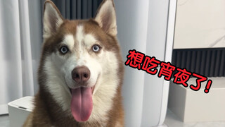 The husky wants a midnight snack and uses every trick in the book to hint to its owner!
