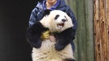 [Panda] Troublemaker He Hua Got Carried out by Keeper