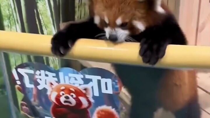 หางปุกปุยของแพนด้าแดงนั้น เมื่อสัมผัสแล้วให้ความรู้สึกอย่างไรกันนะ?