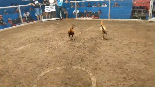 panalo sana kaso putol tari