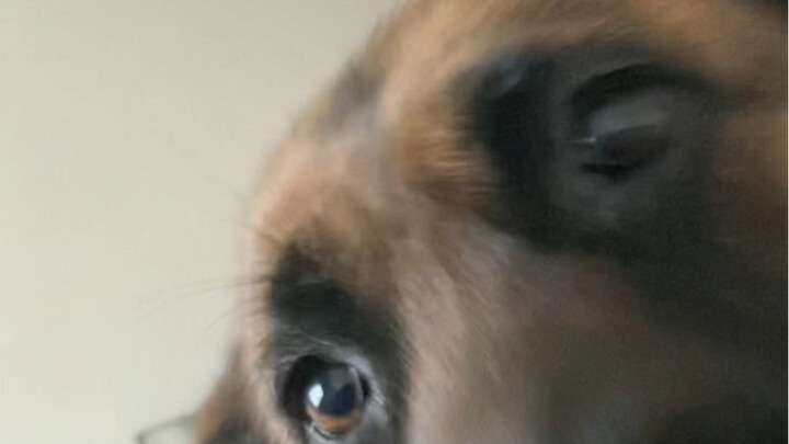 Khi bị con cún phát hiện là mình đang giả vờ ngủ để trốn dậy…