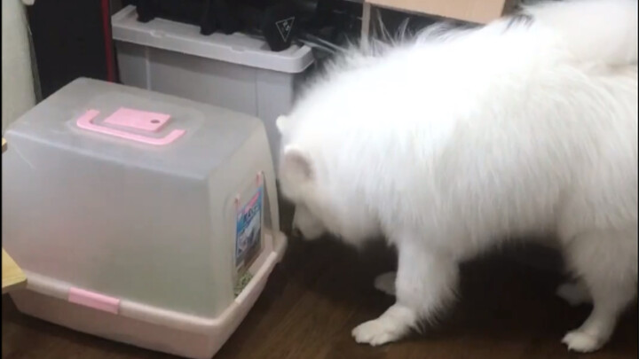 Đây chỉ là chậu vệ sinh của mèo thôi mà! Tôi phải giải thích thế nào với nó đây?