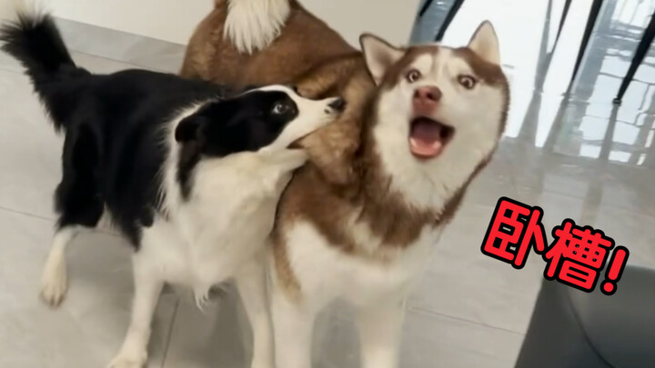 “ปรมาจารย์ด้านการกระตุ้นความขัดแย้งระดับสูง”