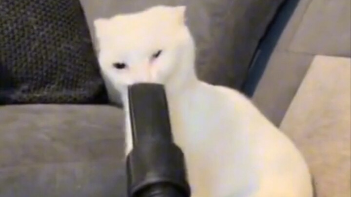 Cat: I want to have lip augmentation