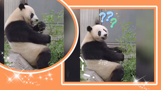 Apa panda mengerti dialek Si Chuan? Bengong ketika dikritik turis.