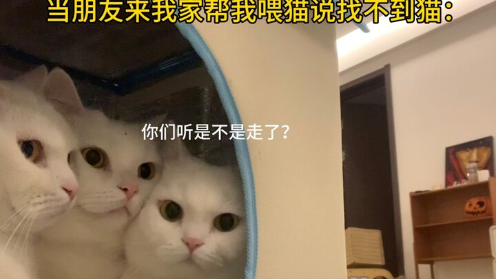 Mèo sợ giao tiếp: Khách đã về hết chưa???