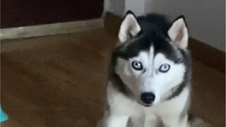 I suddenly came across a video of Rourou when she was less than one year old—it really looks like sh