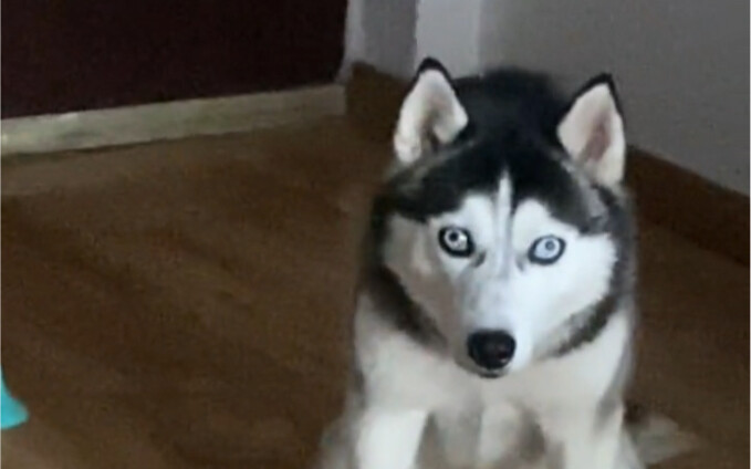 I suddenly came across a video of Rourou when she was less than one year old—it really looks like sh