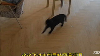 Do you know what it feels like to be fooled by a cat for an entire year?! I feel like such a total i