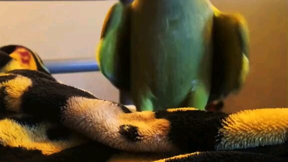 funny cutebirds🥰🥰