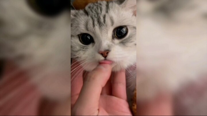 Keluar dari Buku Harian Kucing No6