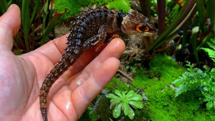 Evil Dragon Island 1.0, plus little butterflies in the water… and that Pikachu you’ve all been missi