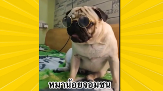สัตว์เลี้ยงเพื่อนขนปุย: หมาน้อยจอมซน