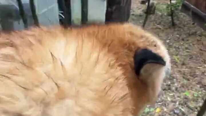 Rudal permukaan-ke-permukaan portabel Rusia