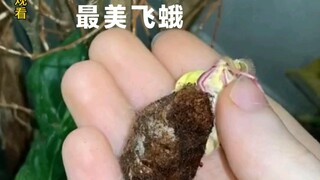 这样的飞蛾你们见过吗？太漂亮了吧