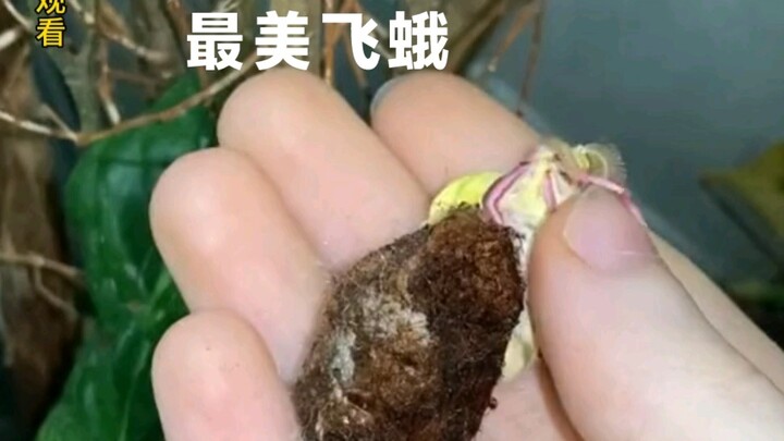 هل سبق لكم أن رأيتم فراشة ليلية كهذه؟ إنها جميلة جدًا!