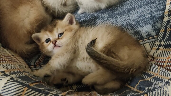 Pat my tummy before bed, please! British Shorthair kitten Glafira loves tenderness