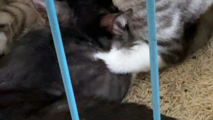 cute kitty
