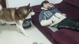 Menaruh sosis di mulut saat tidur, apa Husky berani mencurinya?