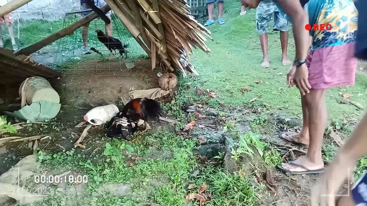 1win..Mayahin..Akala ko Hindi ka ganyan pumalo....iba pala kapag nag kabakal ka.🤔