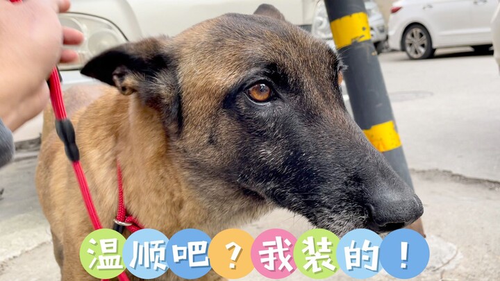 หมาพันธุ์มาสติฟซื่อสัตย์จริงๆ หน้าคนหนึ่งหลังคนอีกแบบ!