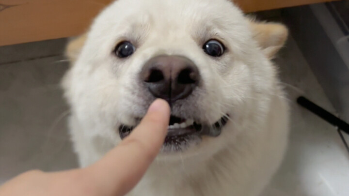 Anjing yang sering bikin kesalahan itu lucu banget! Dibohongi bolak-balik, hahaha! Mau manis-manis s