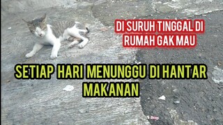 Kucing Ini Setiap Hari Menunggu Di Hantar Makanan & Update Kondisi Kucing Di Basecamp Cats Lovers Tv