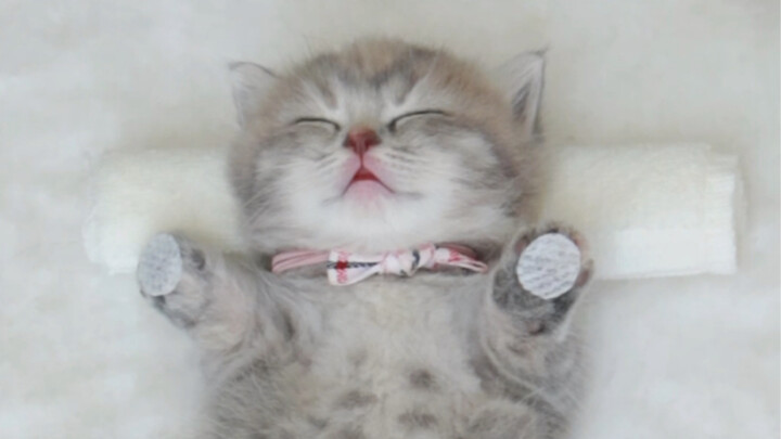 aw xem liệu pháp thôi miên thư giãn chăm sóc bàn chân cho mèo