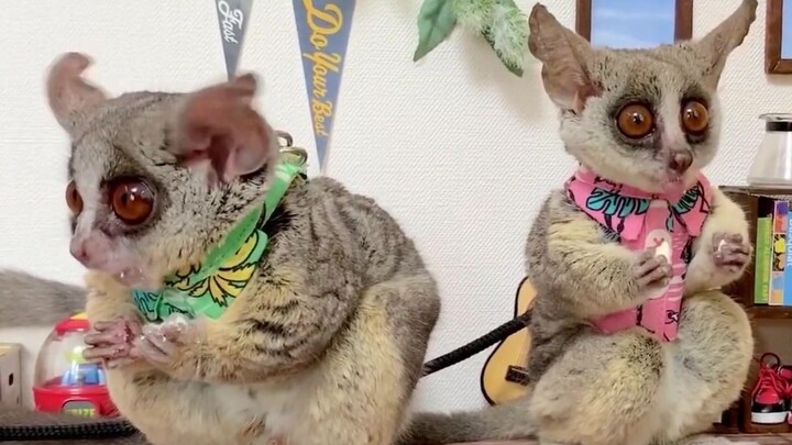 Animal | Bush Baby As Pets | Pizzatoru & Zabiko