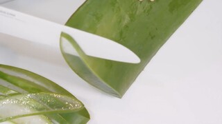 ppomo cutting Aloe