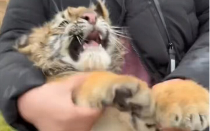 Little Tiger: Ah… Ah? Ah?!