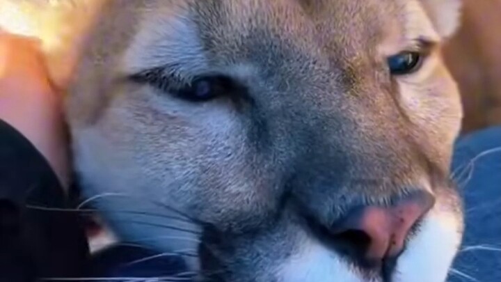 Puma berkepala bulat yang sudah lanjut usia.