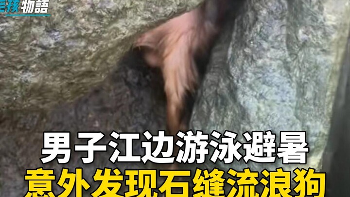 While swimming by the river, a man spotted a soaking-wet stray dog in a crevice. After rescuing it a