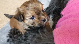 Orlando the Mi-Ki Puppy อายุ 45 สัปดาห์