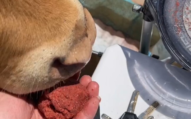 ติดกับดักแล้ว เจอแต่ตัวใหญ่มาก ไล่ยังไงก็ไม่ไป