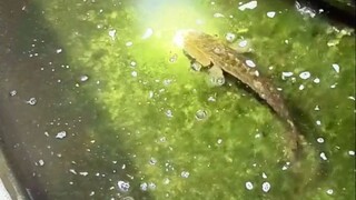 The black fish must be the fiercest fish, right?