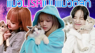 5อันดับ แมวลิซ่าเป็นแมวตลก LISA BLACKPINK