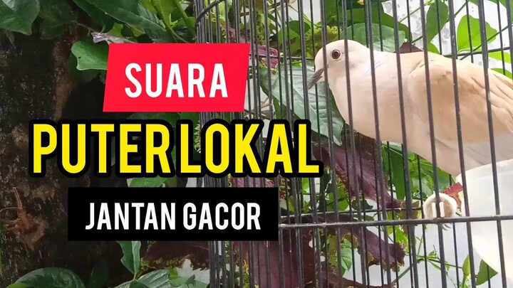 PANCINGAN SUARA PUTER LOKAL JANTAN RAJIN BUNYI