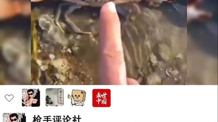 "The Sandpiper and the Clam Fight"