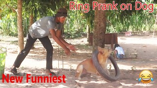 Wow !! New Funniest Ring Prank on Dog Super funny Dog | how to stop Laugh @Mister FunTube