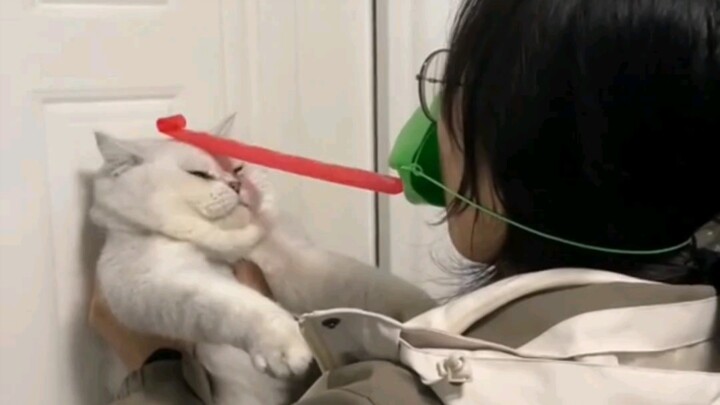 You’re really pushing it with the cat!