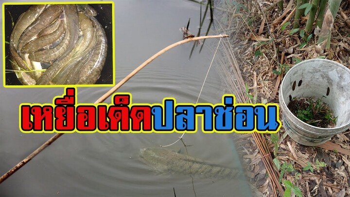 สุดยอดเหยื่อเด็ด | ตกปลาช่อน  |