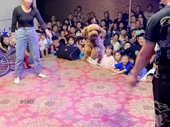 Chó: Đôi khi tôi thực sự muốn gọi cảnh sát.
