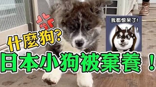 لقيت شوغوغو متخلى عنه في اليابان، ما هذا النوع من شوغوغو؟！