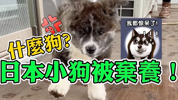 Di Jepang bertemu dengan Shugou yang ditinggalkan, ini anjing macam apa sih?!