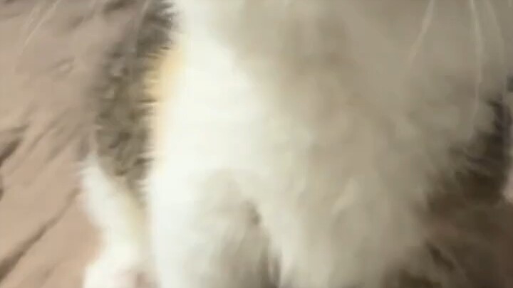 Ternyata kucing pun ada yang buta huruf
