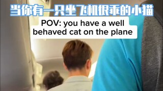 A well-behaved kitten on a plane
