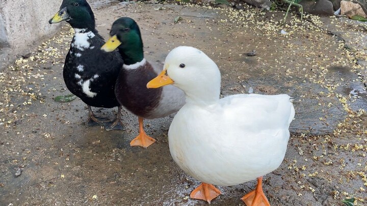 Apakah bebek Koi di kota memang benar-benar "menyerah" dan bersikap apatis?